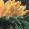 Sonnenblume II
